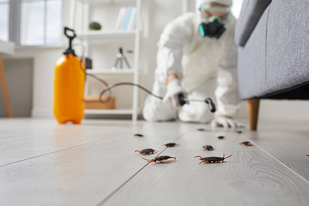 Post-Treatment Bed Bug Interceptor Monitoring in Whitewright
